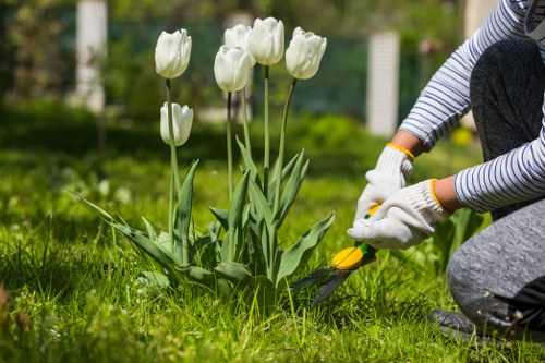 Professional hedge trimming service in a Hounslow garden