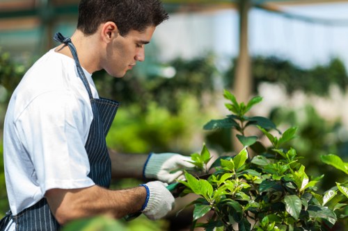 Benefits of professional tree maintenance