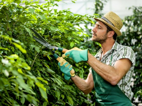 Expert using advanced tools for hedge trimming in Hounslow