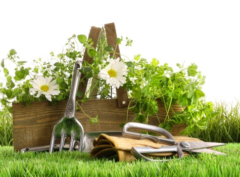 Team of experts performing hedge maintenance